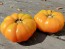 Tomato 'Armenian' Seeds (Certified Organic)