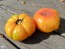 Tomato 'Armenian' Seeds (Certified Organic)