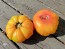 Tomato 'Armenian' Seeds (Certified Organic)