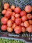 Tomato 'Raspberry Lyanna' Seeds (Certified Organic)