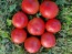 Tomato 'Raspberry Lyanna' Seeds (Certified Organic)