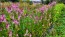 Wheatstraw Celosia ‘Flamingo Feather’