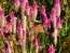 Wheatstraw Celosia ‘Flamingo Feather’