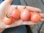 Tomato 'Thai Pink Egg' Seeds (Certified Organic)