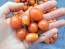 Tomato 'Sprite' Seeds (Certified Organic)