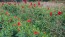Dahlia 'Puffy Red' Tubers - Shipping 2025 Spring - Harvested on our Farm - USDA Certified Organic
