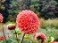 Dahlia 'Cornel Bronze' Tubers - Shipping 2025 Spring - Harvested on our Farm - USDA Certified Organic