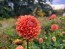 Dahlia 'Cornel Bronze' Tubers - Shipping 2025 Spring - Harvested on our Farm - USDA Certified Organic