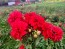 Dahlia 'Puffy Red' Tubers - Shipping 2025 Spring - Harvested on our Farm - USDA Certified Organic