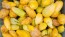 Tomatillo 'Chupon de Malinalco' Seeds (Certified Organic)