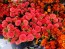 Dahlia 'Cornel Bronze' Tubers - Shipping 2025 Spring - Harvested on our Farm - USDA Certified Organic