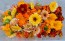 Calendula 'Red Splash Mix' Seeds (Certified Organic)