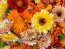 Calendula 'Red Splash Mix' Seeds (Certified Organic)