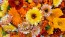 Calendula 'Red Splash Mix' Seeds (Certified Organic)