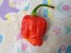 Hot Pepper 'Bubblegum Scorpion' Seeds (Certified Organic)