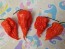 Hot Pepper ‘Zing’ Seeds (Certified Organic)