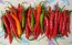 Hot Pepper 'Firecracker' Seeds (Certified Organic)