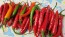 Hot Pepper 'Firecracker' Seeds (Certified Organic)