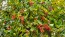 American Bittersweet Seeds (Certified Organic)