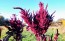 Amaranth 'Red Garnet' Seeds (Certified Organic)