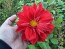 Dahlia 'Puffy Red' Tubers - Shipping 2025 Spring - Harvested on our Farm - USDA Certified Organic