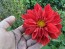Dahlia 'Puffy Red' Tubers - Shipping 2025 Spring - Harvested on our Farm - USDA Certified Organic