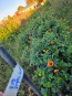 Dahlia 'Red Pompon' Tubers - Shipping 2025 Spring - Harvested on our Farm - USDA Certified Organic