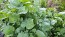 Arugula AKA Oriental Salad Rocket 'Victoria' Seeds (Certified Organic)