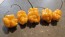 Hot Pepper 'Golden Slimer' Seeds (Certified Organic)