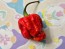 Hot Pepper 'Bubblegum Scorpion' Seeds (Certified Organic)