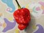 Hot Pepper 'Bubblegum Scorpion' Seeds (Certified Organic)