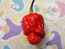 Hot Pepper 'Bubblegum Scorpion' Seeds (Certified Organic)