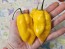 Hot Pepper 'Aji Lemon x Reaper' Seeds (Certified Organic)