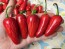 Hot Pepper 'Mattapeno' Seeds (Certified Organic)