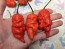 Hot Pepper 'Death Spiral' Seeds (Certified Organic)