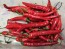 Hot Pepper 'Firecracker' Seeds (Certified Organic)