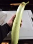 Eggplant 'Thai Long Green’ Seeds (Certified Organic)