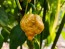 Hot Pepper ‘Golden Carolina Reaper' Seeds (Certified Organic)