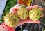 African/Zambian Horned Cucumber Seeds (Certified Organic) Cucumis zambianus 