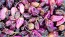 Hot Pepper 'Purple Gum Berry MAMP' Seeds (Certified Organic)