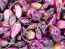 Hot Pepper 'Purple Gum Berry MAMP' Seeds (Certified Organic)