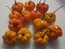 Hot Pepper ‘Orange Scotch Bonnet’ Seeds (Certified Organic)