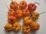 Hot Pepper ‘Orange Scotch Bonnet’ Seeds (Certified Organic)