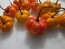 Hot Pepper ‘Orange Scotch Bonnet’ Seeds (Certified Organic)