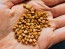 Hardy Prickly Pear Cactus Seeds (Certified Organic)