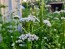 Valerian Seeds (Certified Organic)