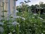 Valerian Seeds (Certified Organic)