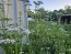 Valerian Seeds (Certified Organic)