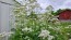 Valerian Seeds (Certified Organic)