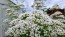 Valerian Seeds (Certified Organic)